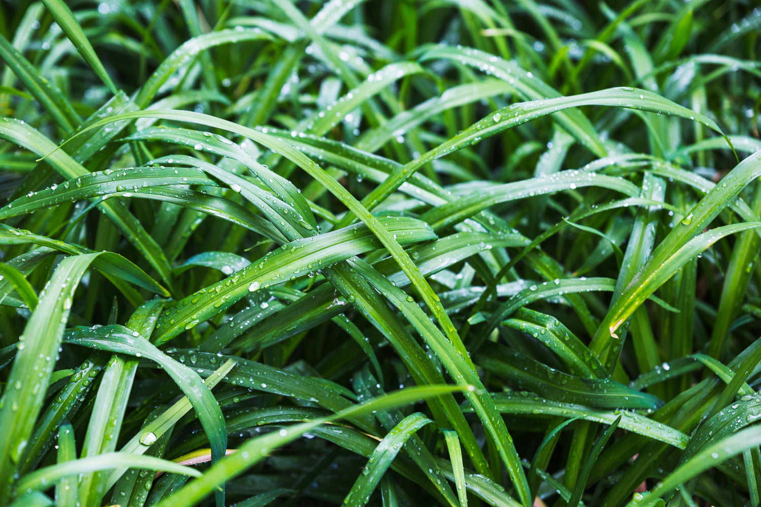 Vetiver Water Benefits: Why Drinking Khus Water Is Good for Your Health